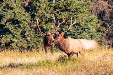 elks at jasper kanada