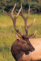 elks at jasper kanada