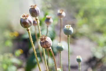 Group of green heads (capsules) of the ripened poppy. Poppy field