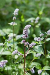 Fresh mint blossoms outdoors, mint flowers close up
