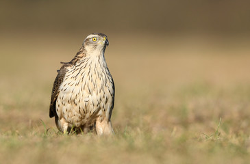 Northern goshawk (Accipiter gentilis) close up