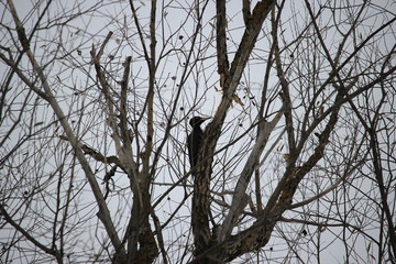 Black woodpecker