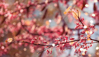 Spring Background with pink blossom flowers tree over nature sky background