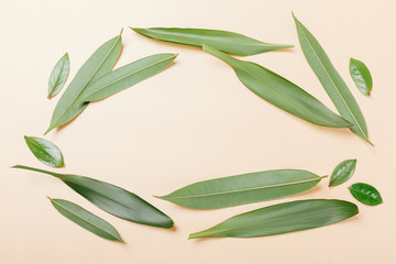 Frame of green leaves, background, flatlay