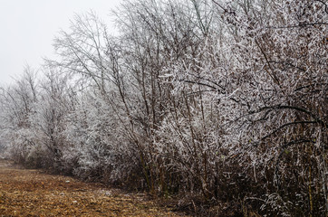 Shrubs deciduous plants - Prinus spinosa, covered with frost 