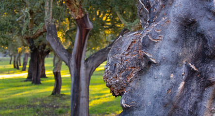 CORK OAK - ALCORNOQUE (Quercus suber), Mediterranean forest, Sierra de San Pedro, Cáceres, Extremadura, Spain, Europe