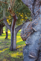 CORK OAK - ALCORNOQUE (Quercus suber), Mediterranean forest, Sierra de San Pedro, Cáceres, Extremadura, Spain, Europe