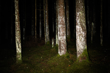 Tree trunks in the night © Markus Schroth