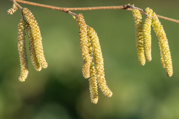Mature male catkins on a Hazel tree (corylus avellana).