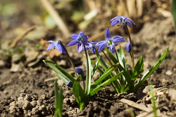 Scilla Siberica or Blue Snowdrop - spring blue flowers. First spring bluebells. Background