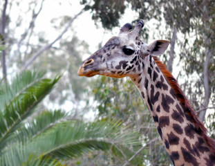 Giraffe