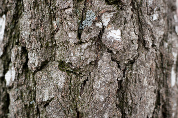 Background texture of old tree. Natural background: birch bark. Old Rusty background for your design.