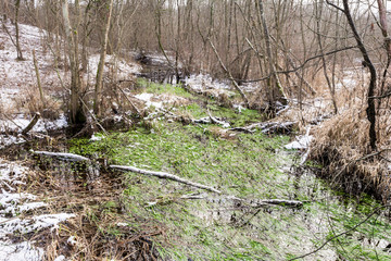 Winter landscape of wild forest with unfrozen forest river and green algae