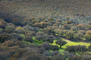 Mediterranean forest, Sierra de San Pedro, Cáceres, Extremadura, Spain, Europe