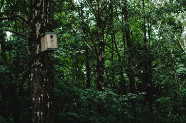 birdhouse on tree