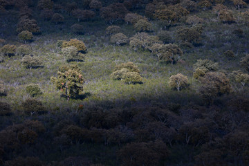 Mediterranean forest, Sierra de San Pedro, Cáceres, Extremadura, Spain, Europe