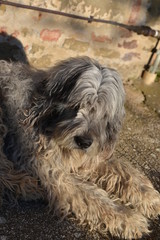 a dog with long hair
