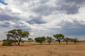 Fototapeta premium Landschaft nahe der Waterberg-Region, Namibia