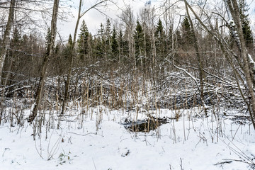 landscape meadow near the forest covered with the first snow in early winter