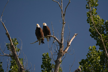 Eagles 2
