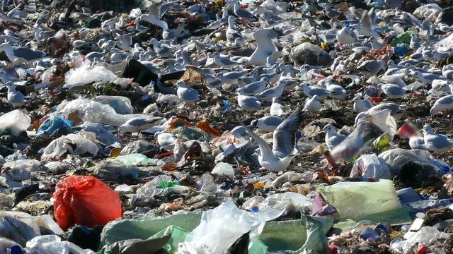Garbage dump pollution and flock of gulls, lots of plastic bags, environmental pollution landfill near the city