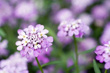 Close up shot of evergreen candytuft flowers