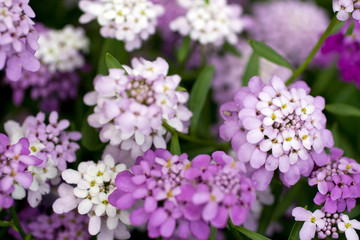 Close up shot of evergreen candytuft flowers