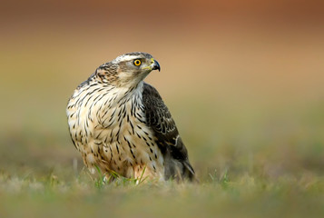 Northern goshawk (Accipiter gentilis) close up