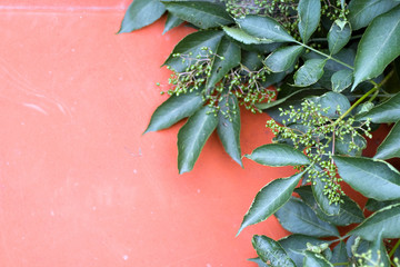 Elder leaves with a red wall in the background
