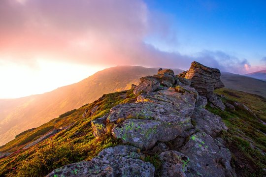 amazing nature landscape, morning sunrise on peak of mountain, scenic nature image of stones and slope in blooming pink summer flowers, blossom floral background, Europe, Ukraine, Carpathians