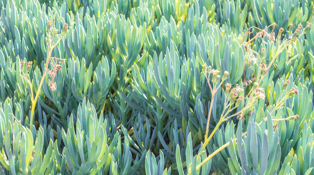 close up of a field of blue finger senecio plants on a sunny day