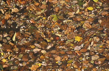 Autumn Leaves, Washington, D.C.