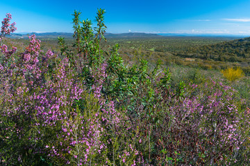 Heather and jaras, Brezos y Jaras, Mediterranean forest, Sierra de San Pedro, Cáceres,...