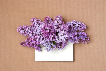 Lilac branch in   envelope on  color background