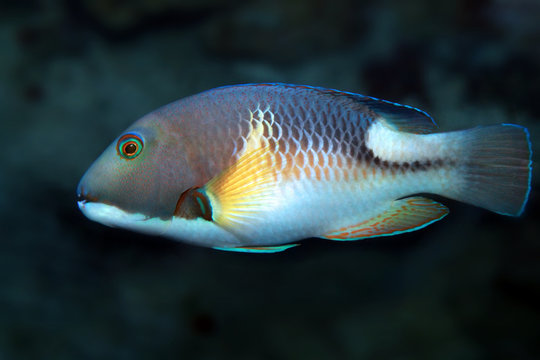 Choerodon anchorago or orange-dotted tuskfish (Anchor trunkfish) marine fish