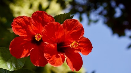 Hibiskus © Joaquin