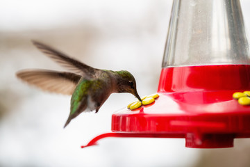 Small Little Colorful Bird, Colibri, is drinking in the garden. Taken in Vancouver, British Columbia, Canada.