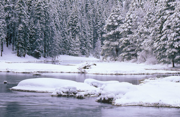 Stream and Pine Trees in Snow, Lake Tahoe, California