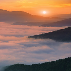 valley covered morning fog at golden sunlight, spectacular summer mountains image, stunning foggy nature dawn scenery, Europe, Ukraine, Carpathian mountains	