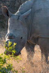 Obraz premium close up of one white rhinoceros (rhino) grazing on grass in South Africa. 