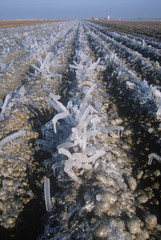 Icicles in a Field, Cuyama, California