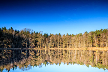 Fototapeta premium mirror forest