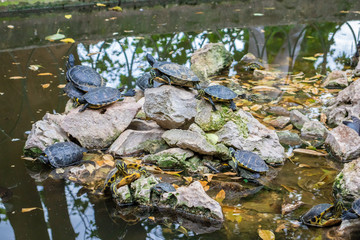 Turtle pond with many turtles in the park in Athens Greece
