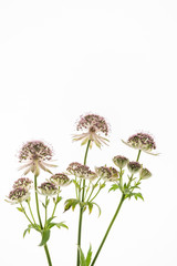 astrantia flowers on the white background
