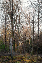 Ladock woods beech trees in winter cornwall uk 