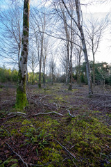 Ladock woods beech trees in winter cornwall uk 