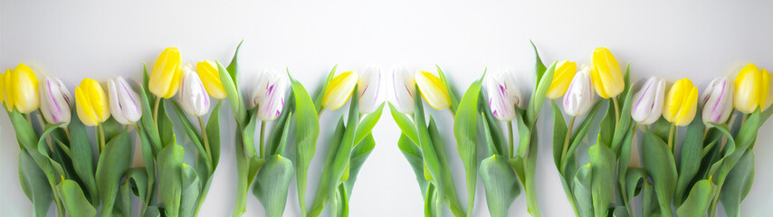 Fototapeta Spring flower background panorama banner long - Yellow and white tulips isolated on white background obraz