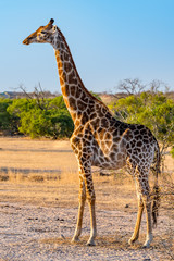one wild bull giraffe in south africa on safari game drive. Blue sky in background in African bush