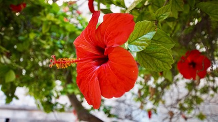 Hibiskus © Joaquin