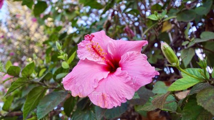 Hibiskus © Joaquin